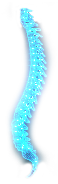 Spine